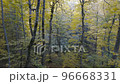 Drone flies in forest during november in autumn season 96668331