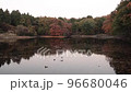Ducks playing and crowing in a quiet swamp 96680046