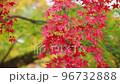 楓葉隨風搖曳【初秋落葉】 96732888