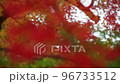 紅色的楓葉，焦外[初秋葉] 96733512