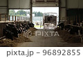 Industrial cultivation of cows on a farm 96892855