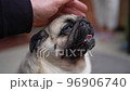 A man's hand strokes his dog. Pug dog breed. The concept of love and care of the owner to his pet 96906740