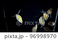 ミジンコの泳ぐ姿 96998970