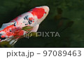 carp swimming in the pond 97089463