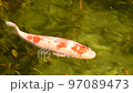 carp swimming in the pond 97089473