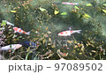 carp swimming in the pond 97089502