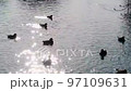 Ducks swimming while scattering light 97109631