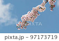 Cherry blossoms in the blue sky 97173719