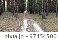 A fat woman is engaged in breathing exercises in a pine forest. Mental health. Gray hair 97454500