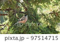 Full shot of black headed jay or lanceolated jay bird in foothills of himalaya uttarakhand india asia 97514715