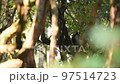 wide shot of koklass pheasant or Pucrasia macrolopha high altitude bird in natural green background perch on tree at foothills of manila himalaya during winter wildlife excursion at uttarakhand india 97514723