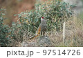 full shot of cheer pheasant or Catreus wallichii or Wallich's pheasant during winter migration on big rock in natural green background in foothills of himalaya forest uttarakhand india 97514726