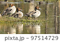full shot of Northern pintail or Anas acuta family with reflection in water during winter migration to wetland of keoladeo national park forest or bharatpur bird sanctuary rajasthan india asia 97514729