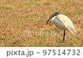 full shot of Threskiornis melanocephalus or Black headed ibis or black necked ibis at wetland of keoladeo national park or bharatpur bird sanctuary rajasthan india asia 97514732