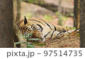 close up shot of wild male bengal tiger or panthera tigris tigris with and zoom out effect during outdoor wildlife safari at bandhavgarh national park forest tiger reserve madhya pradesh india asia  97514735