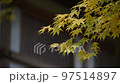 Yellow maple leaves swaying in the wind 97514897
