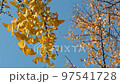 Ginkgo yellow leaves in the wind against clear blue sky in autumn 97541728