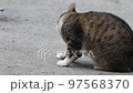 舐める野良猫 97568370