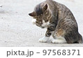 舐める野良猫 97568371