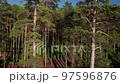Take-off over the tops of the Baikal cedar. Summer morning aerial landscape of Lake Baikal is a rift lake located in southern Siberia, Russia Baikal lake summer landscape view. Drone's Eye View. 97596876