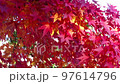 Autumn leaves of Roka Koshunen 97614796