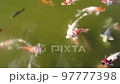 鯉魚 97777398