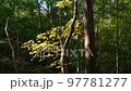 竹林の中の紅葉に日が差す 97781277