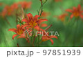 Orange summer day-lily flowers in garden 97851939