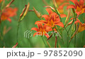 Orange summer day-lily flowers in garden 97852090