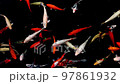 koi carp fish swarm slow motion - fishes in water from above 97861932