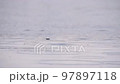 Small drops of rainwater fall into a large puddle on the asphalt in autumn, flooding the street 97897118