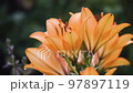 In a flower garden, where beautiful orange lilies grow light rain. Nature background  97897119