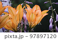 Petals, beautiful growing in the garden of orange lilies and purple bells, all in drops from small 97897120