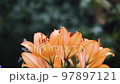 Light movement of yellow lilies flowers blooming in a beautiful garden, watering in the garden with 97897121