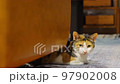 Calico cat in the living room 97902008