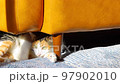 Calico cat in the living room 97902010