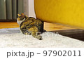 Calico cat in the living room 97902011