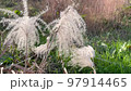 Susuki swaying in the wind 97914465