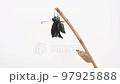 Miyama crow swallowtail (Papilio maackii) emergence time lapse spring type male white background 4K 97925888