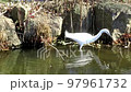 Predation of little egrets 97961732
