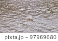 疣鼻天鵝游泳（高松池塘） 97969680