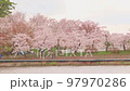 岩手縣盛岡市高松池的櫻花 97970286