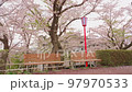 岩手縣盛岡市高松池的櫻花 97970533