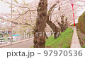 岩手縣盛岡市高松池的櫻花 97970536