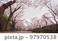 岩手縣盛岡市高松池的櫻花 97970538