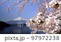 Mt. Fuji and Sakura Kawaguchiko 97972238