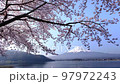 Mt. Fuji and Sakura Kawaguchiko 97972243