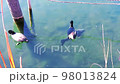 coot and fish 98013824