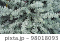 plants swaying in the wind 98018093