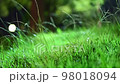 The swaying Amatsuyu grass at night 98018094